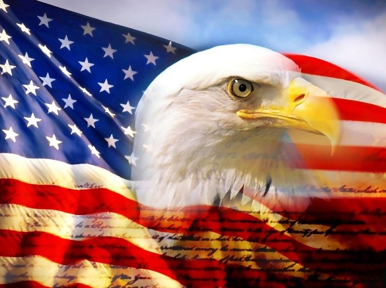 bald eagle in front of an American flag